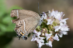 Satyrium oenone