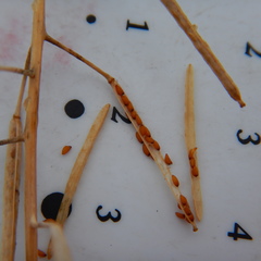 Descurainia sophioides