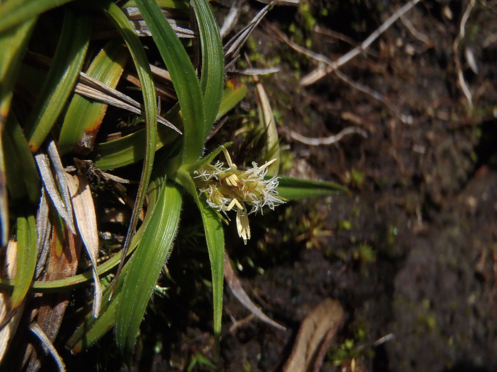 Carex sect. Longicaules