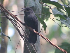 Thamnomanes schistogynus