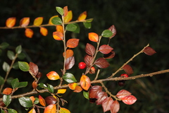 Cotoneaster simonsii
