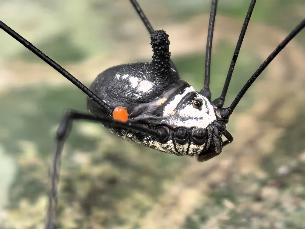 Marthana nigerrima