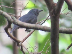 Thamnomanes ardesiacus