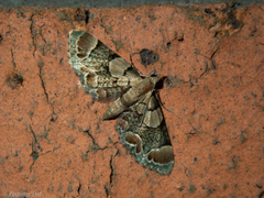 Chloroclystis lichenodes