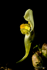Linaria vulgaris