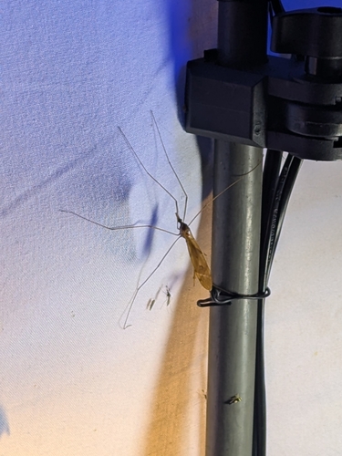 Unknown species found near North Park, Chicago, IL, USA