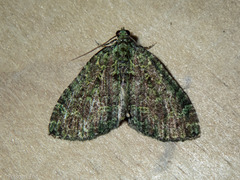 Austrocidaria callichlora