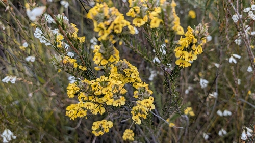 Parrot Pea (Dillwynia floribunda)