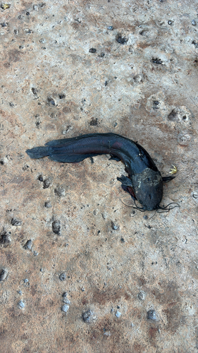 Clarias fuscus, 2025-09-29