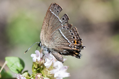 Satyrium oenone