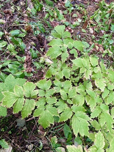 Red Baneberry foliage