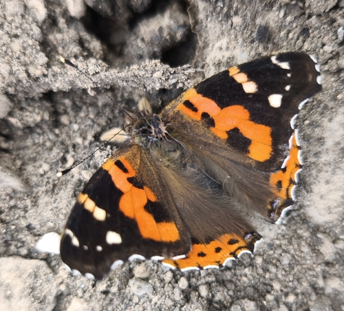 Indian Red Admiral