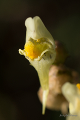 Linaria vulgaris