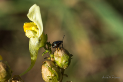 Linaria vulgaris