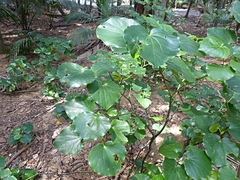 Piper excelsum psittacorum