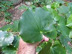 Piper excelsum psittacorum