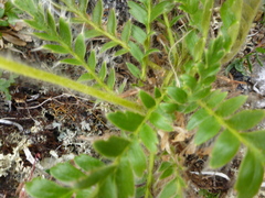 Geum glaciale