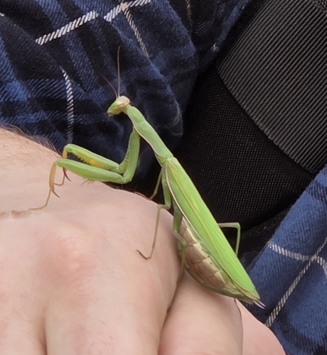 European Mantis