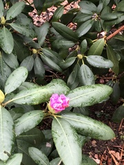 Rhododendron catawbiense