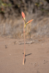 Zephyranthes advena