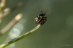 Nezara viridula