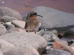 Phegornis mitchellii