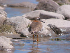 Phegornis mitchellii