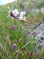 Silene repens