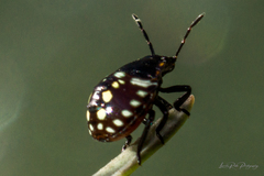 Nezara viridula