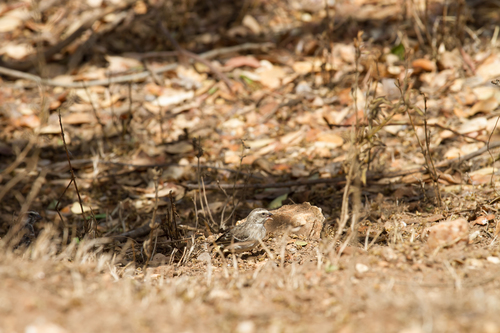 Reichenow's Seedeater (Crithagra reichenowi), photo 9