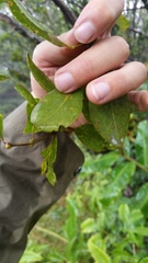 Metrosideros waialealae