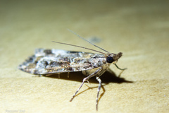 Eudonia luminatrix