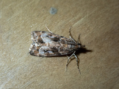 Eudonia luminatrix