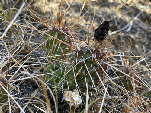Brittle Pricklypear