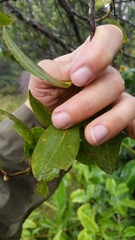 Metrosideros waialealae