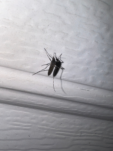 Unknown species found near S Brandi Dr, Elkins, AR, US