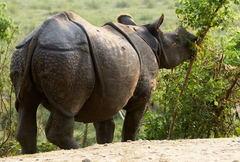 Rhinoceros unicornis