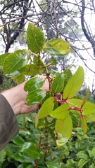 Metrosideros waialealae