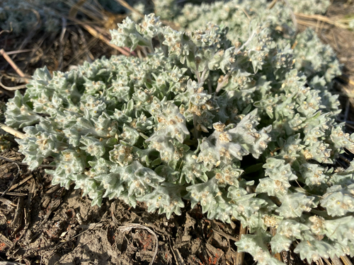 western marsh cudweed