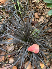 Ophiopogon planiscapus