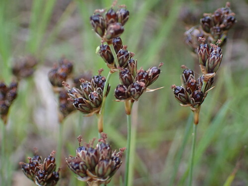 Juncus covillei iNat (1)
