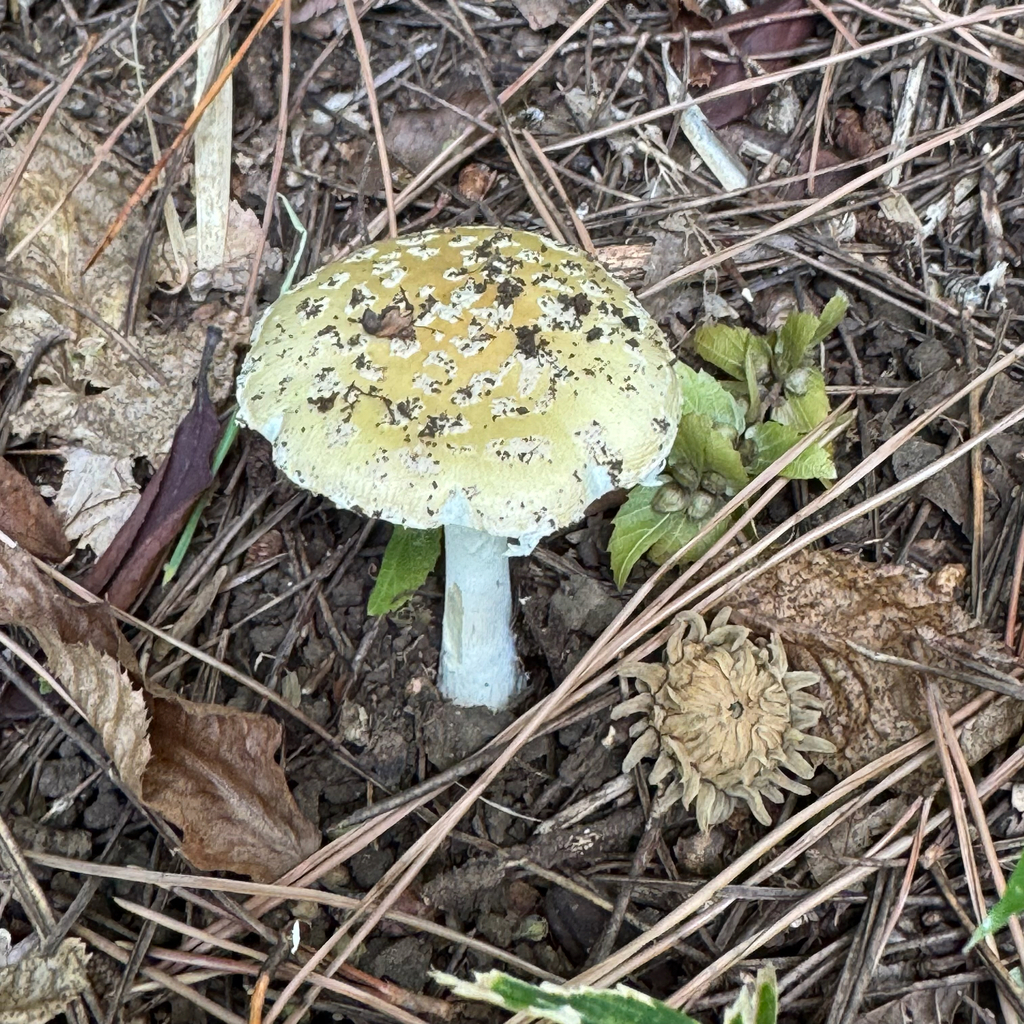 Amanita orientigemmata · September 2025 · photo: © liem_malarney (iNaturalist, cc-by)