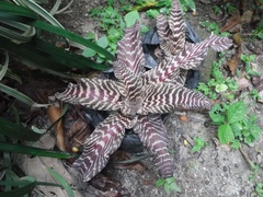 Cryptanthus