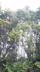 Metrosideros waialealae