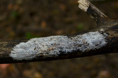 Etheirodon fimbriatum