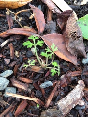 Nemophila parviflora