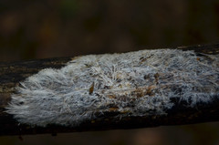 Etheirodon fimbriatum