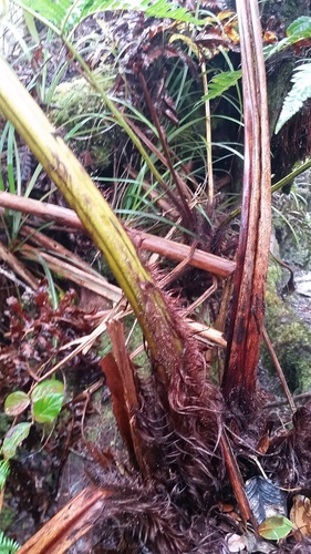 Cibotium nealiae