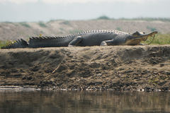 Gavialis gangeticus