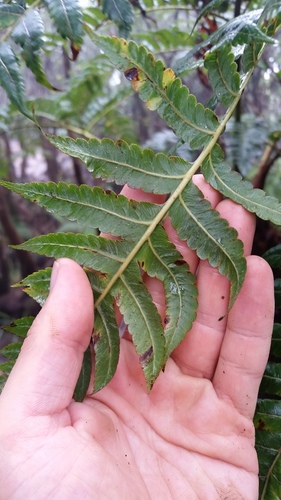 Cibotium nealiae